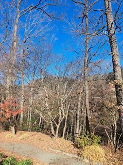 秋の山 秋の山の写真