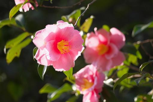 ピンクの大輪の花　ハルサザンカ「笑顔」 ハルサザンカ,エガオ,笑顔の写真素材