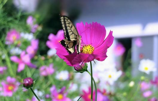 コスモスの花蜜を吸うアゲハ蝶 コスモスの花蜜を吸うアゲハ蝶 コスモス,アゲハ蝶,秋の写真素材