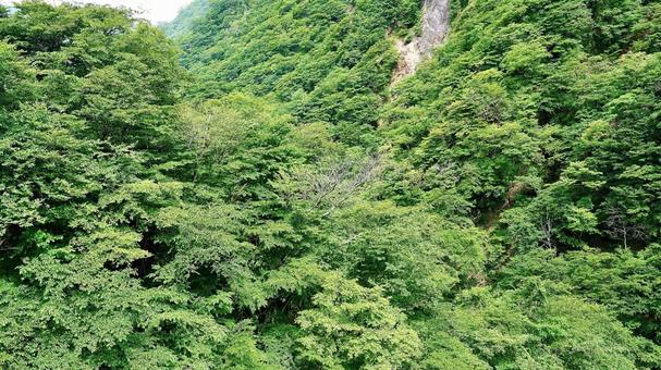栃木県日光市の華厳ノ滝の反対側の渓谷 栃木県日光市の華厳ノ滝の反対側の渓谷の写真