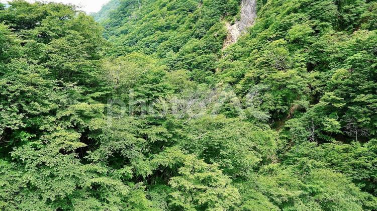 栃木県日光市の華厳ノ滝の反対側の渓谷 渓谷,華厳渓谷,山の写真素材