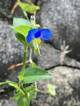 ツユクサa ツユクサaの写真