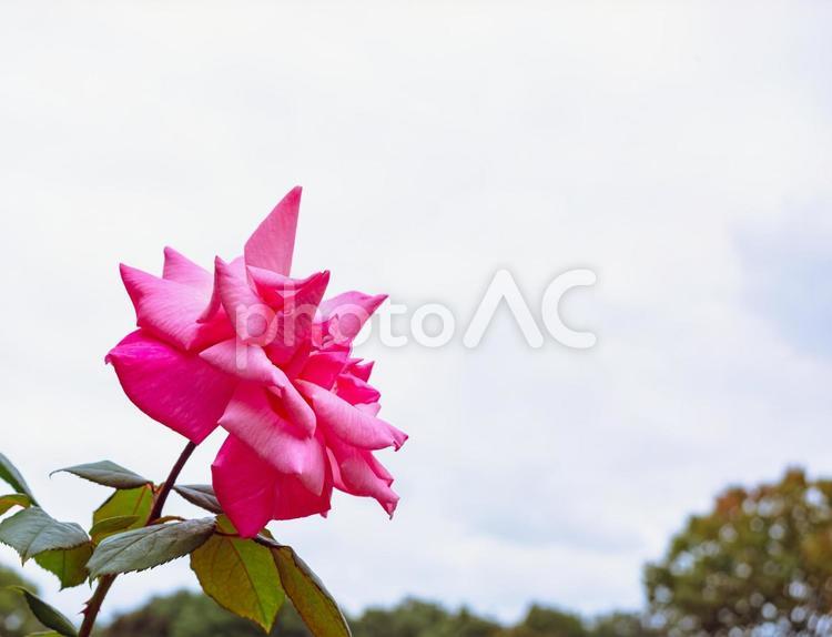 前橋バラ園　薔薇の花2-92 前橋バラ園,薔薇,ばらの写真素材