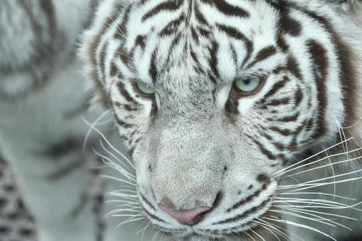 Creature white tiger Creature white tiger