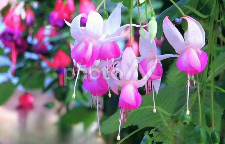 ピンク系フクシアの花 フクシア,ピンク色,花の写真素材