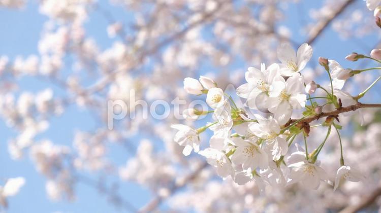 桜　青空 桜,春,３月の写真素材