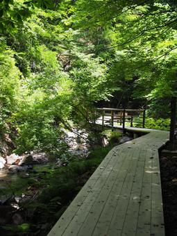 遊歩道と渓流 遊歩道と渓流 鳴子峡,木道,渓流の写真素材