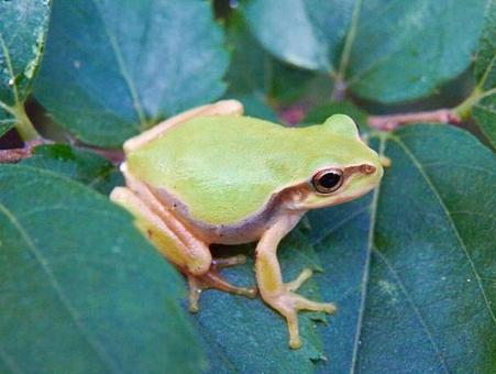 [生物照片] 日本樹蛙, JPG