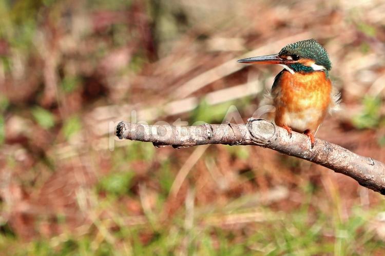 佇むカワセミ風景２ カワセミ,翡翠,キングフィッシャーの写真素材