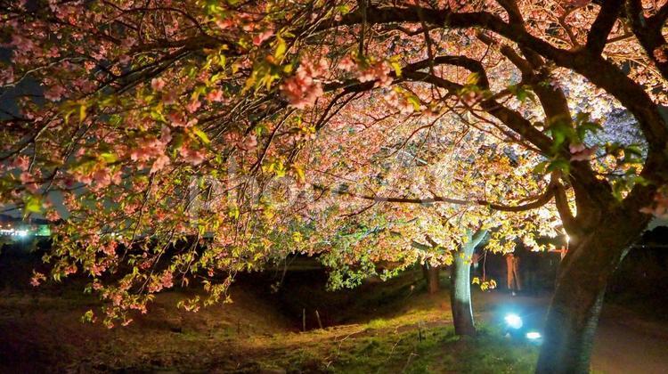 夜桜の樹下・八千代千本桜・千葉県八千代市 早春,夜桜,八千代千本桜の写真素材