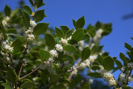 銀木犀の花 ギンモクセイ,庭木,街路樹の写真素材