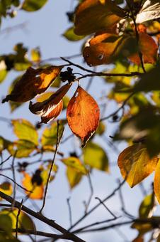 紅葉 秋,10月,オレンジ色の写真素材