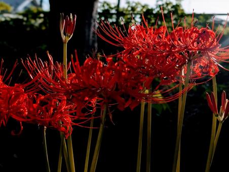 木の陰に咲くヒガンバナ 木の陰に咲くヒガンバナ ヒガンバナ,彼岸花,曼殊沙華の写真素材