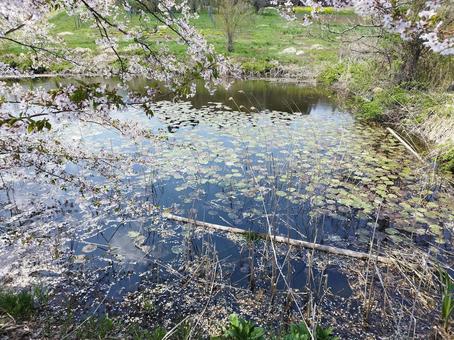 春の蓮沼 春の蓮沼の写真