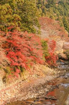 室生寺 室生寺,室生川,もみじの写真素材