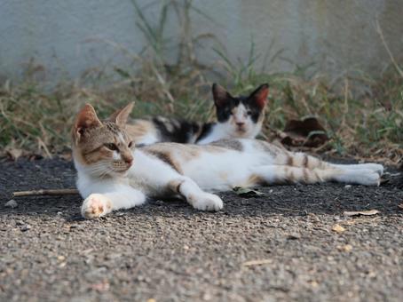 海辺でのんびり過ごす野良猫 海辺でのんびり過ごす野良猫の写真