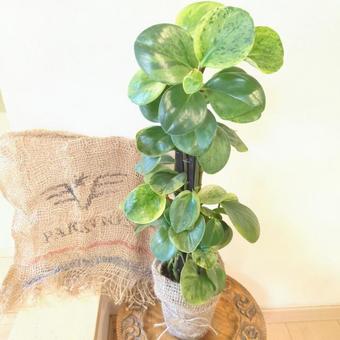 観葉植物 ペペロミア斑入り 鉢植え4号鉢 観葉植物 ペペロミア斑入り 鉢植え4号鉢の写真