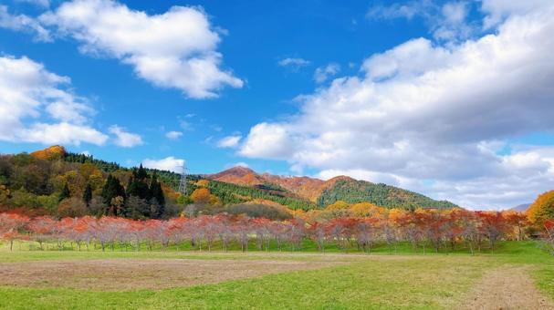 青空と紅葉 紅葉,北海道,秋の写真素材