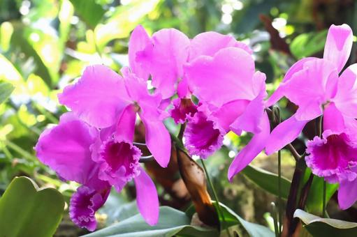 カトレアの花 カトレア,ラン科,花の写真素材
