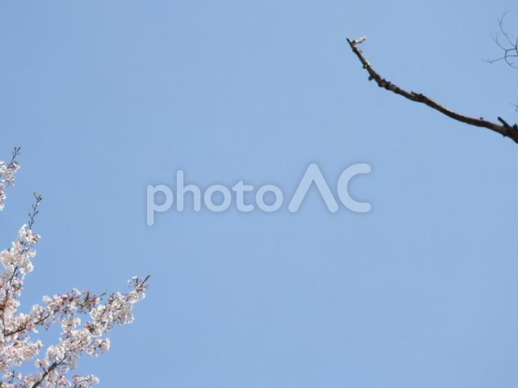 木と木 桜,花,木の写真素材