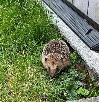 野生 ハリネズミ 野生 ハリネズミ ハリネズミ,野生,庭の写真素材