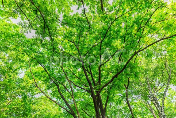 爽やかな新緑 爽やかな新緑,葉,木の写真素材