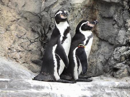 仲良しペンギン ペンギン,ペア,仲良しの写真素材