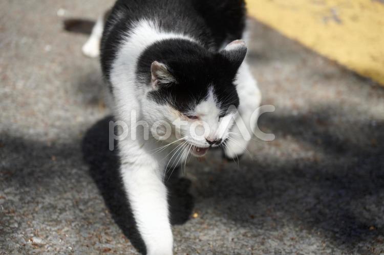 まったり野良猫 猫,野良猫,ネコの写真素材