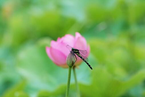 蓮の花とトンボ（オニヤンマ） 蓮の花,はす,蓮の写真素材