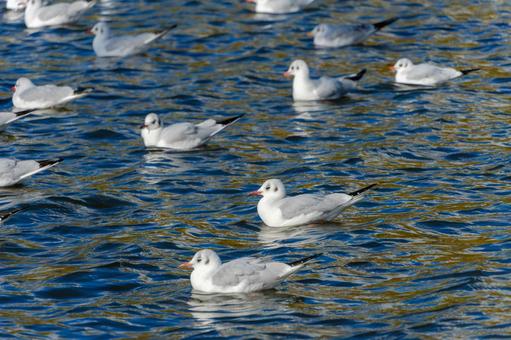 青い水面に浮かぶユリカモメの群れ 青い水面に浮かぶユリカモメの群れの写真