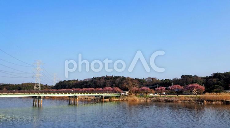 　八千代千本桜＆新川の逆水橋（八千代市） 早春,八千代千本桜,さくらの写真素材