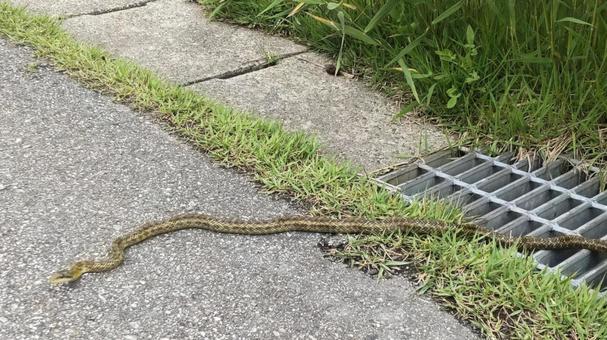 アオダイショウ 蛇,ヘビ,アオダイショウの写真素材