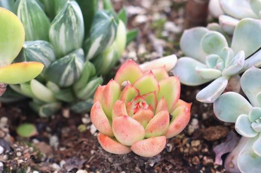 多肉植物　エケベリア 多肉植物,寄せ植え,エケベリアの写真素材