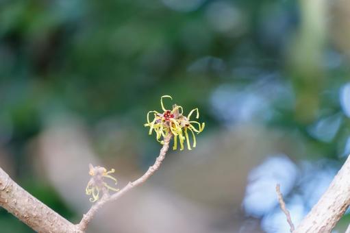 冬に咲くマンサクの花 冬に咲くマンサクの花の写真