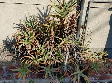 朝日を浴びる大きいキダチアロエ アロエ,キダチアロエ,多肉の写真素材