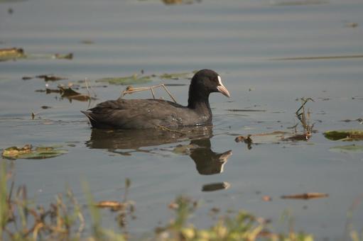 オオバンの写真