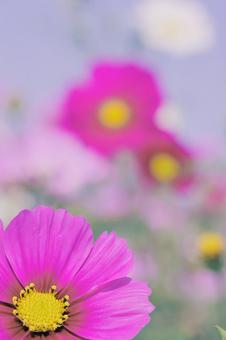 コスモス コスモスの写真