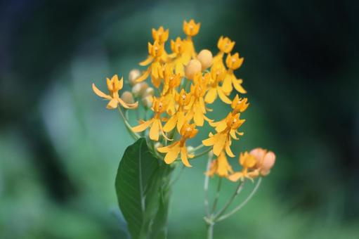 黄色い花びらのトウワタの花のアップ 黄色い花びらのトウワタの花のアップの写真