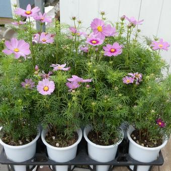 秋の花 コスモスの鉢植え 秋の花 コスモスの鉢植え 花,コスモス,秋の写真素材