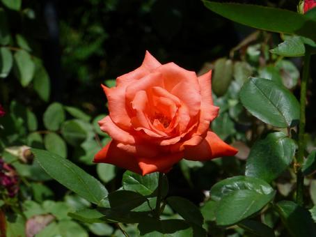 バラ園に咲く朱色のバラの花 バラ園に咲く朱色のバラの花の写真