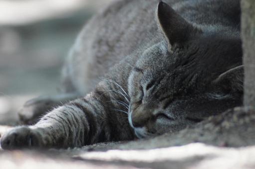 ねこ ねこの写真