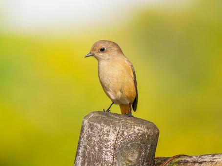 木にとまるジョウビタキのメス・ジョビコ ジョウビタキ,ジョビコ,鳥の写真素材