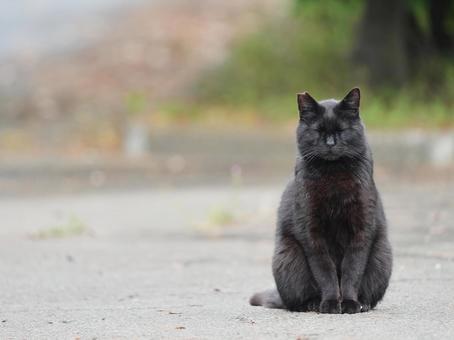 モデルは黒猫 モデルは黒猫の写真