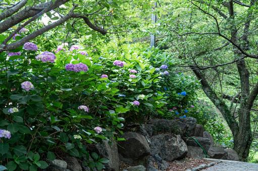 満開のアジサイ あじさい,紫陽花,梅雨の写真素材
