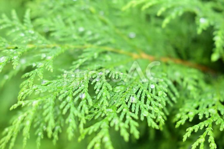 木の葉に乗る雨滴 雨滴,水滴,雨の写真素材