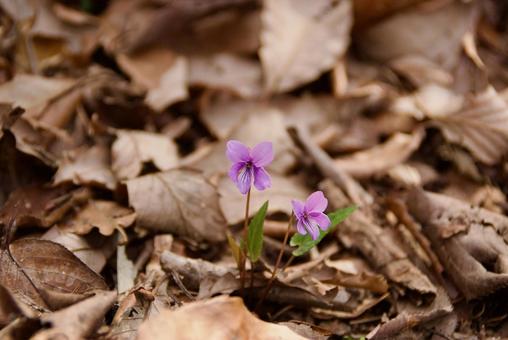 スミレの写真