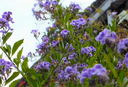 たくさん咲いたデュランタの花 デュランタ,紫色の花,たくさんの花の写真素材