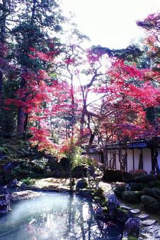 西明寺　池 西明寺,紅葉,滋賀の写真素材