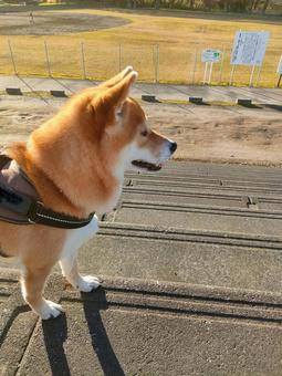 運動公園を眺める柴犬です！ 犬,柴犬,シバの写真素材