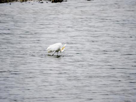 Great Egret Catching a Fish, JPG Great Egret Catching a Fish, JPG